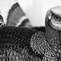 stuffed and silent pair